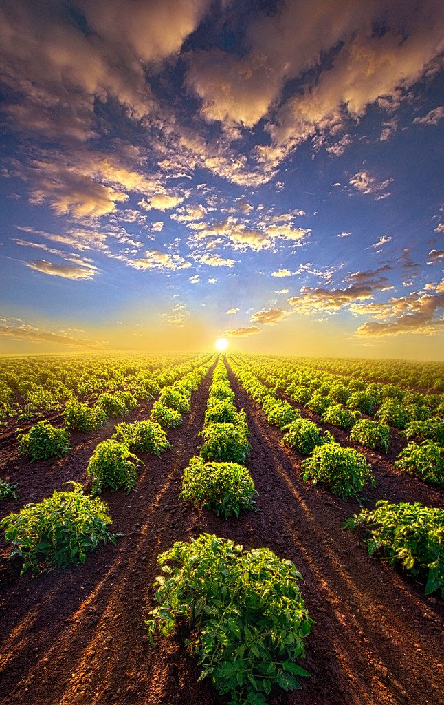 the sun is setting over an open field with plants growing in it and dirt roads