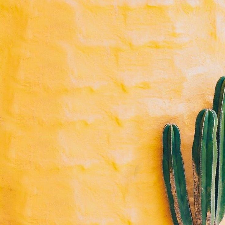 a green cactus on the side of a yellow wall