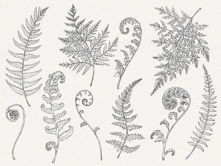 four different types of fern leaves