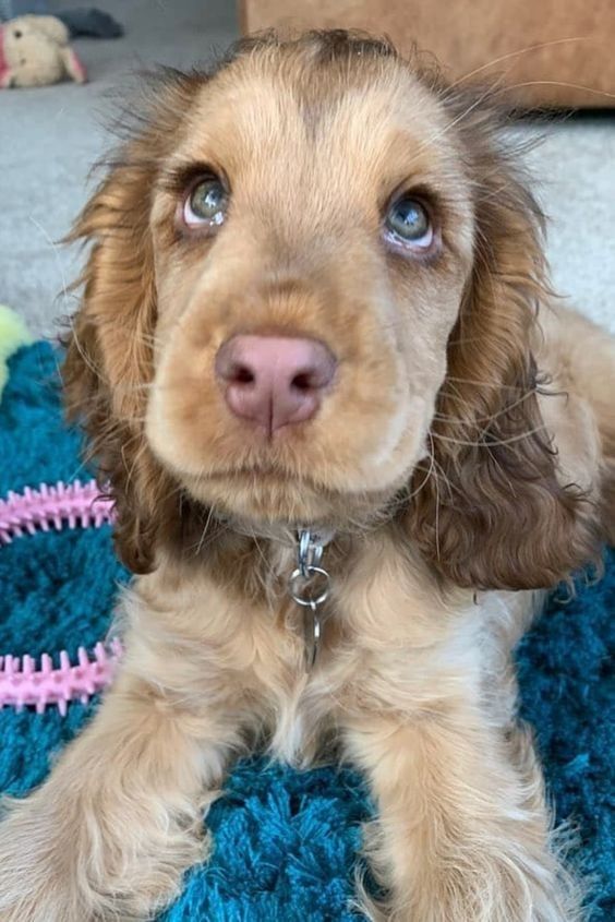 a brown dog laying on top of a blue rug