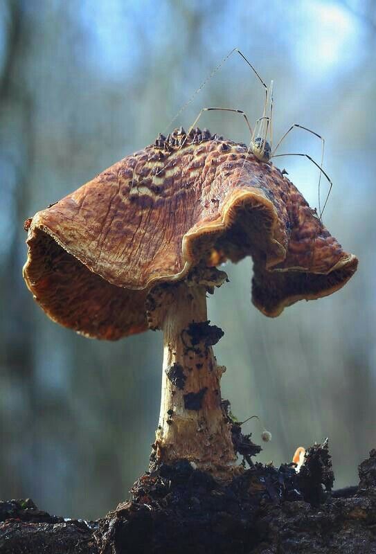 a bug crawling on top of a mushroom