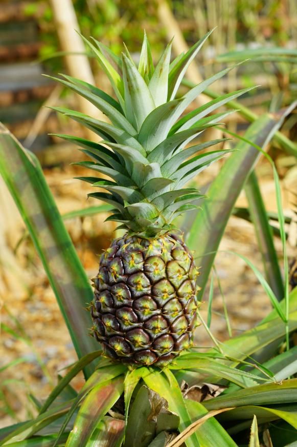 a pineapple growing in the middle of some plants