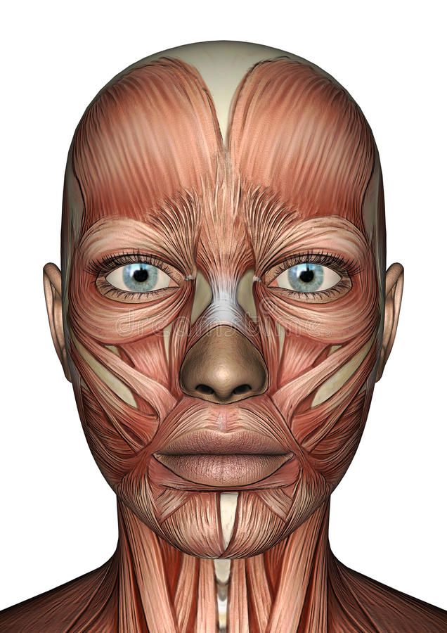 an image of the muscles and their major facial features on a man's face