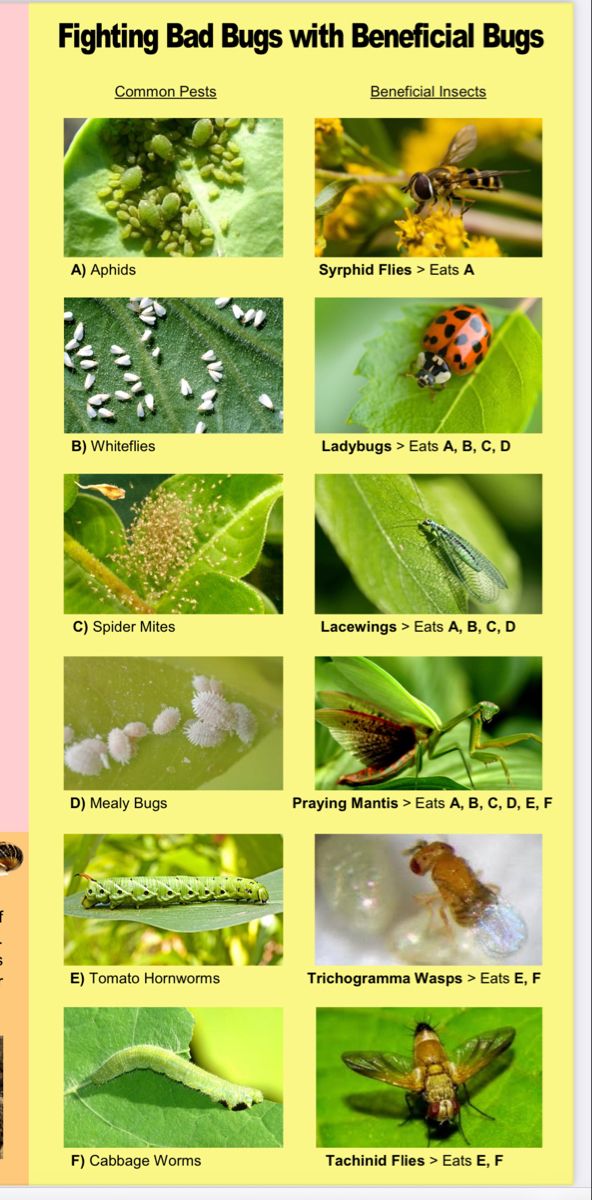 bugs and other insects are shown in this poster, which shows them on different types of leaves