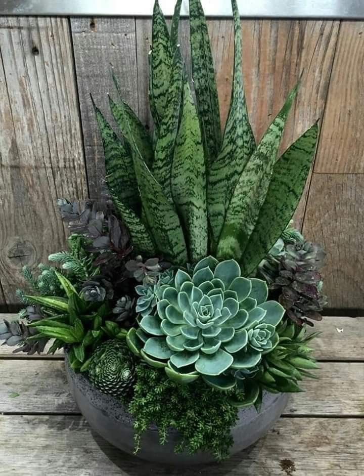 an arrangement of succulents and plants in a bowl on a wooden table