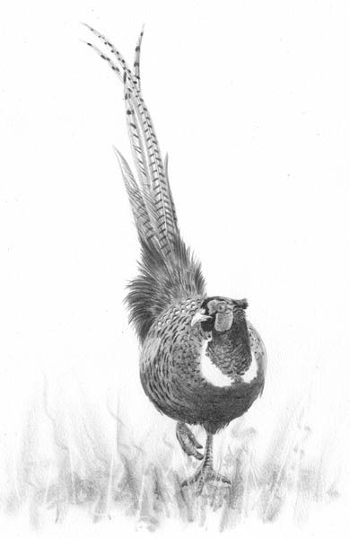 a black and white drawing of a pheasant standing in the grass with its wings spread