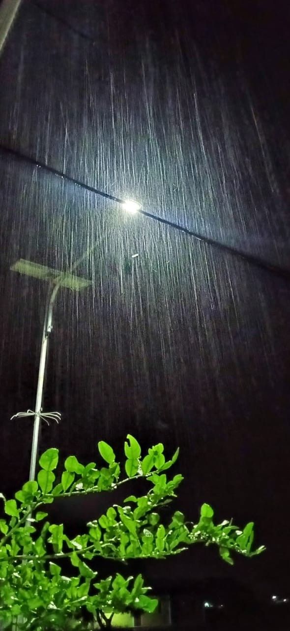 a street light in the rain at night with green plants under it and an overhead lamp