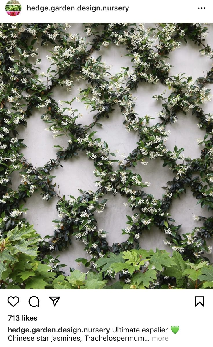 the wall is covered with white flowers and green leaves, which are growing on it