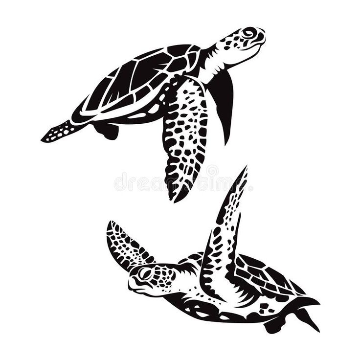 two sea turtles swimming in the ocean