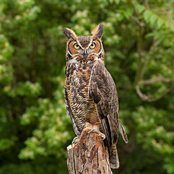 an owl sitting on top of a tree stump in front of some green trees and bushes