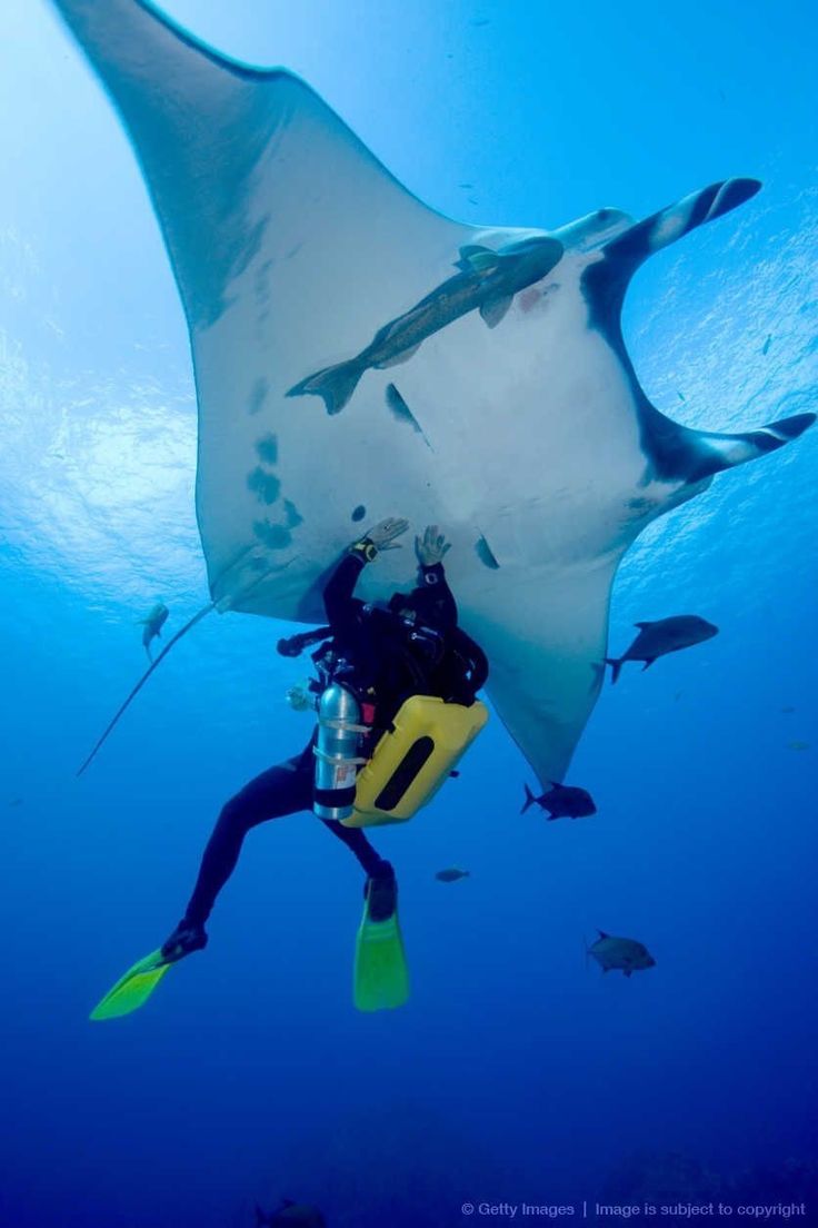 a manta ray swims in the ocean with scuba gear on its back and feet