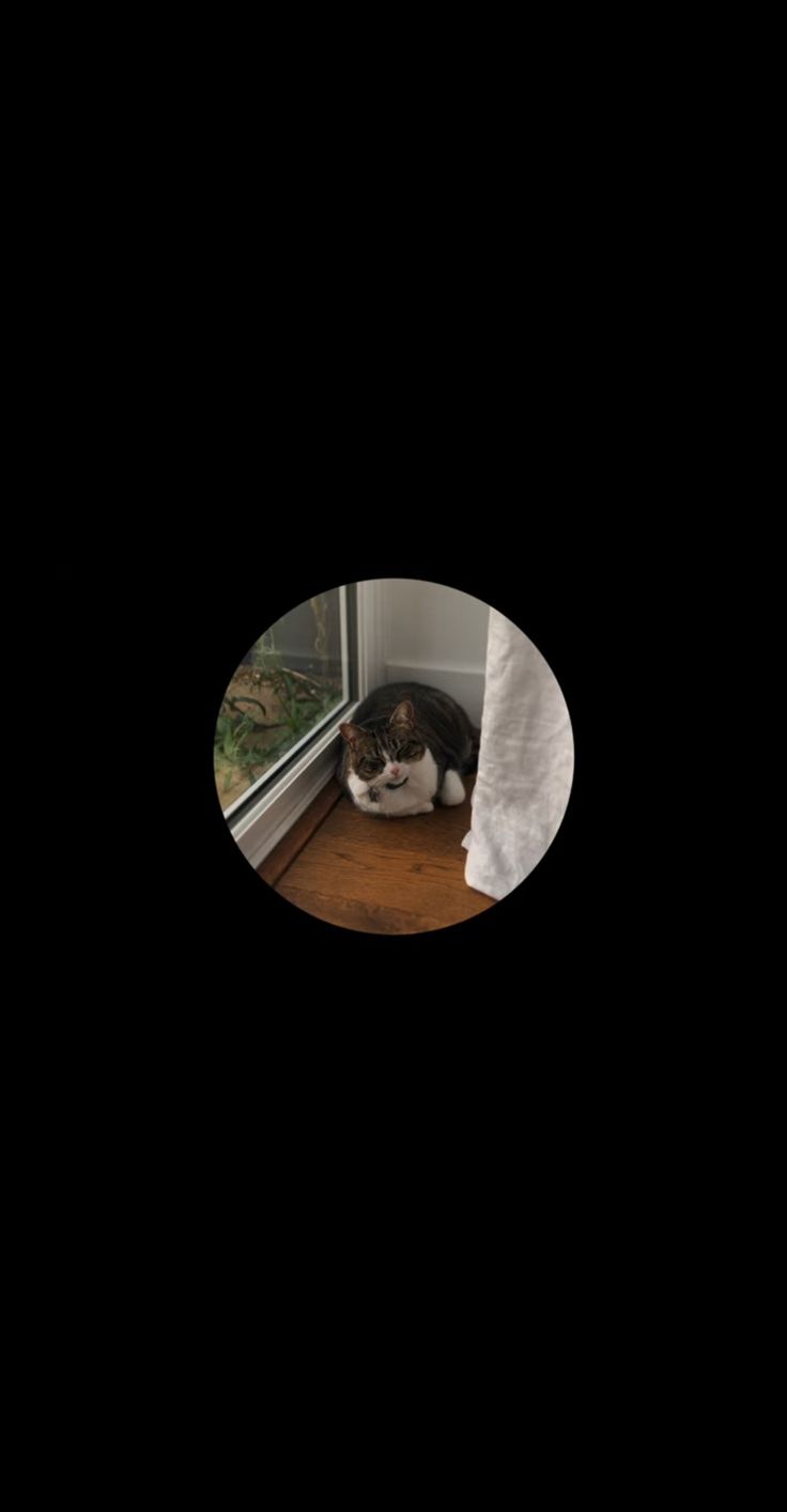 a black and white cat laying on top of a wooden floor next to a window