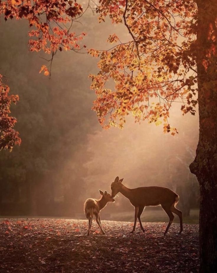 two deer standing next to each other in front of trees with leaves on the ground