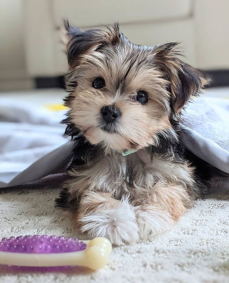 a small dog laying on top of a bed next to a purple toy toothbrush