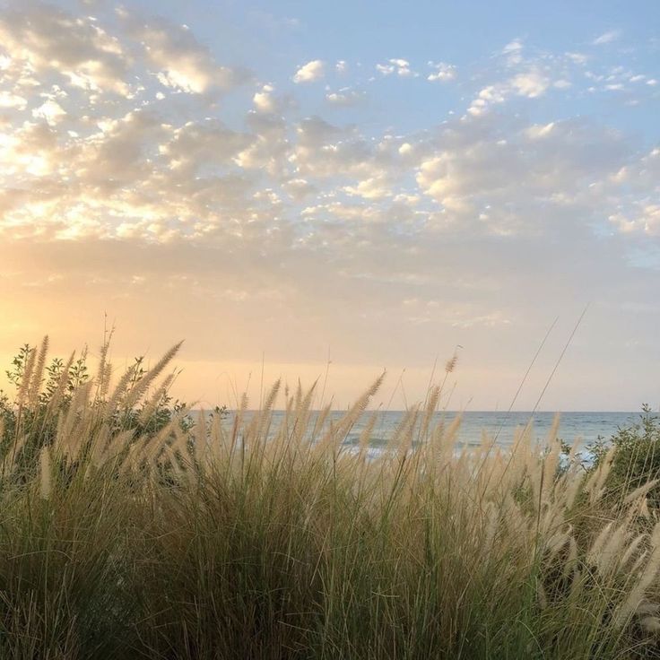 the sun is setting over the ocean with tall grass