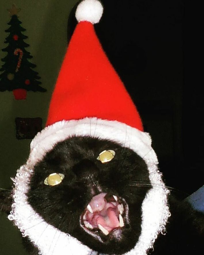 a black cat wearing a santa hat with it's mouth open