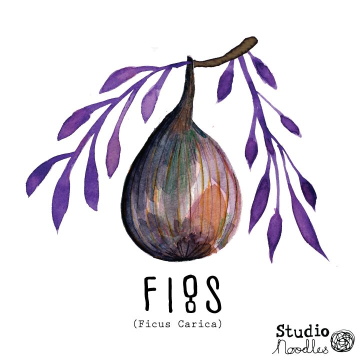 a watercolor painting of an onion on a branch with the word fios written below it