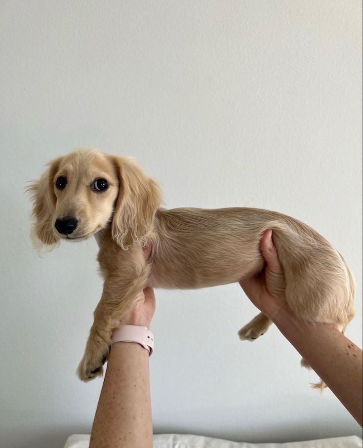 a person holding a small brown dog in their hand on top of a white bed