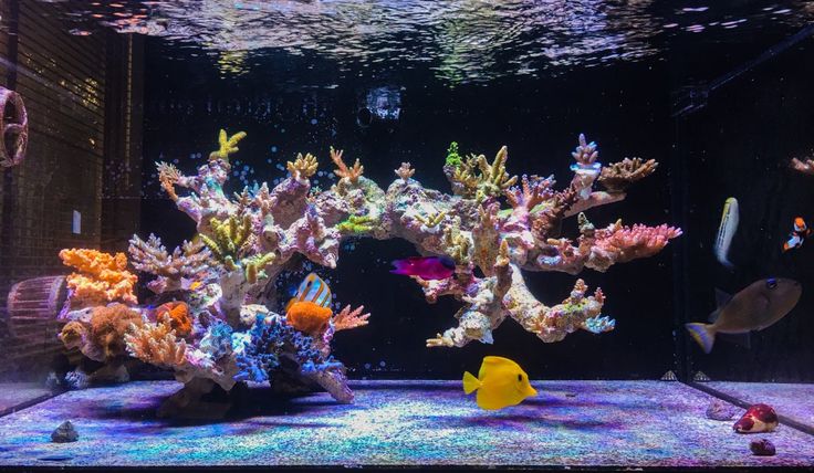 an aquarium filled with lots of different types of corals and other colorful fish in it