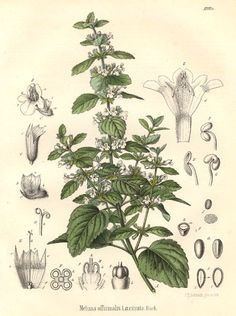 an antique botanical illustration of leaves and flowers, from the natural history of plants in england