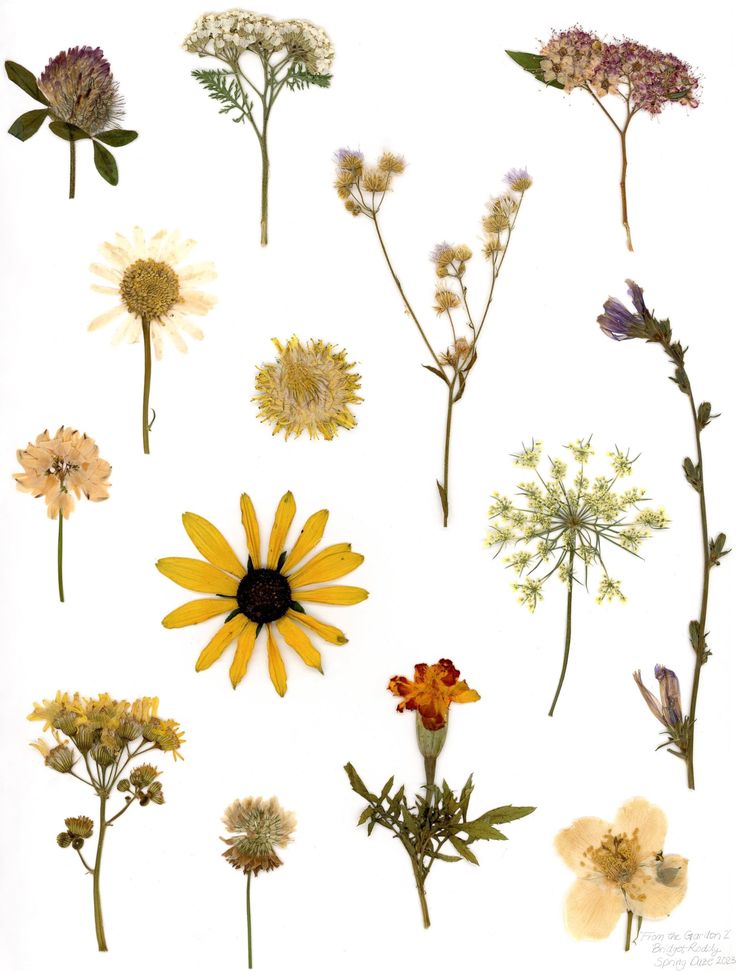 an assortment of wildflowers on a white background