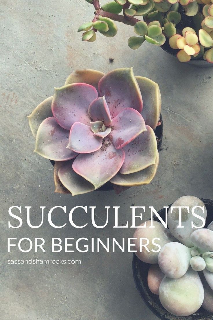 succulents for beginners with text overlay