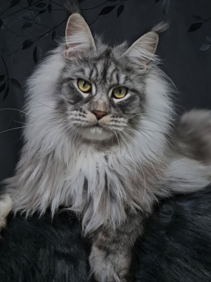 a long haired gray cat sitting on top of a black blanket