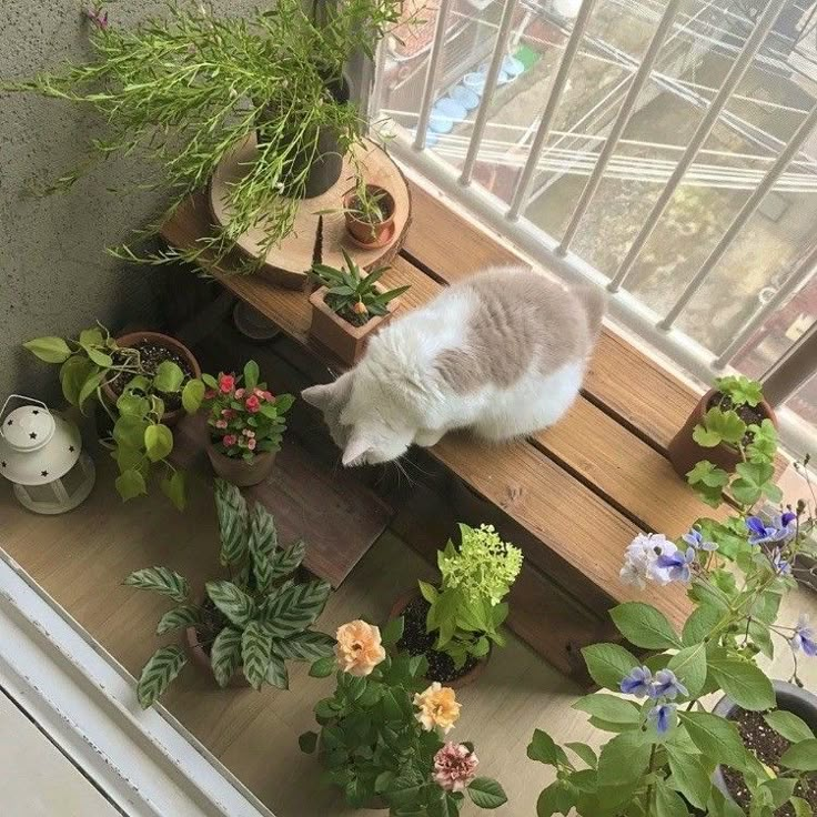 a cat is sniffing plants on the window sill