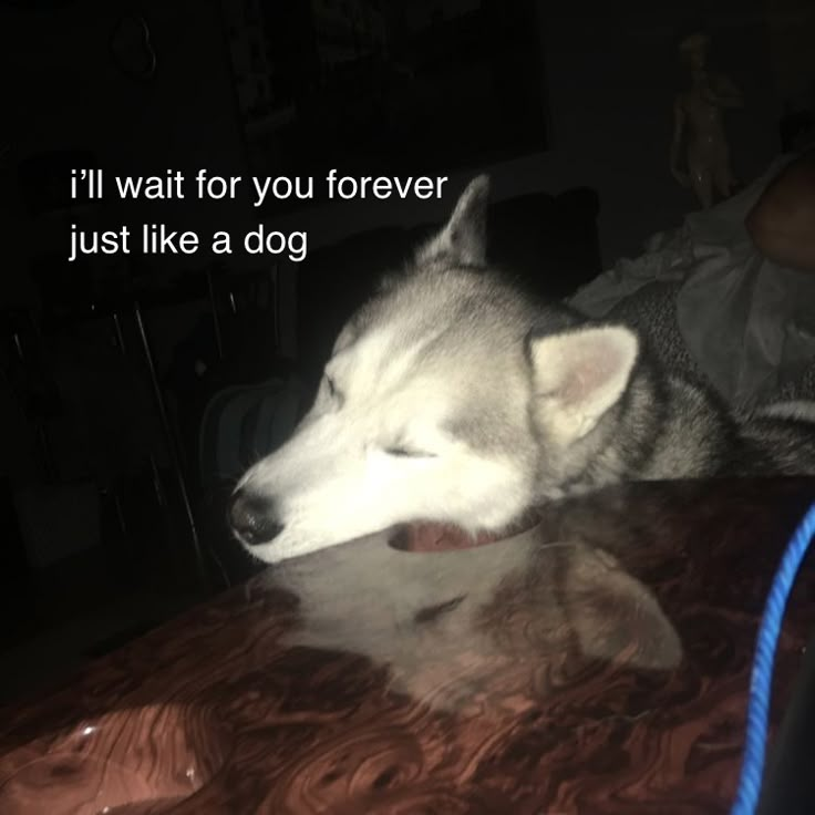 a husky dog laying on top of a wooden table next to a blue rope that says, i'll wait for you forever just like a dog