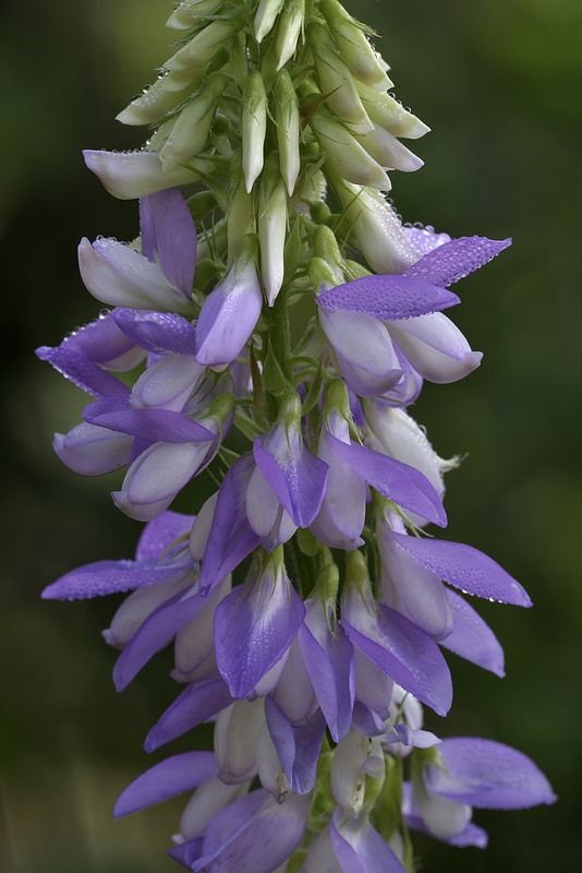 purple and white flowers blooming in the sun on a green plant with water droplets