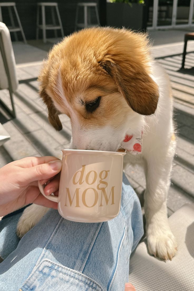 a dog is drinking out of a coffee cup while sitting on someone's lap