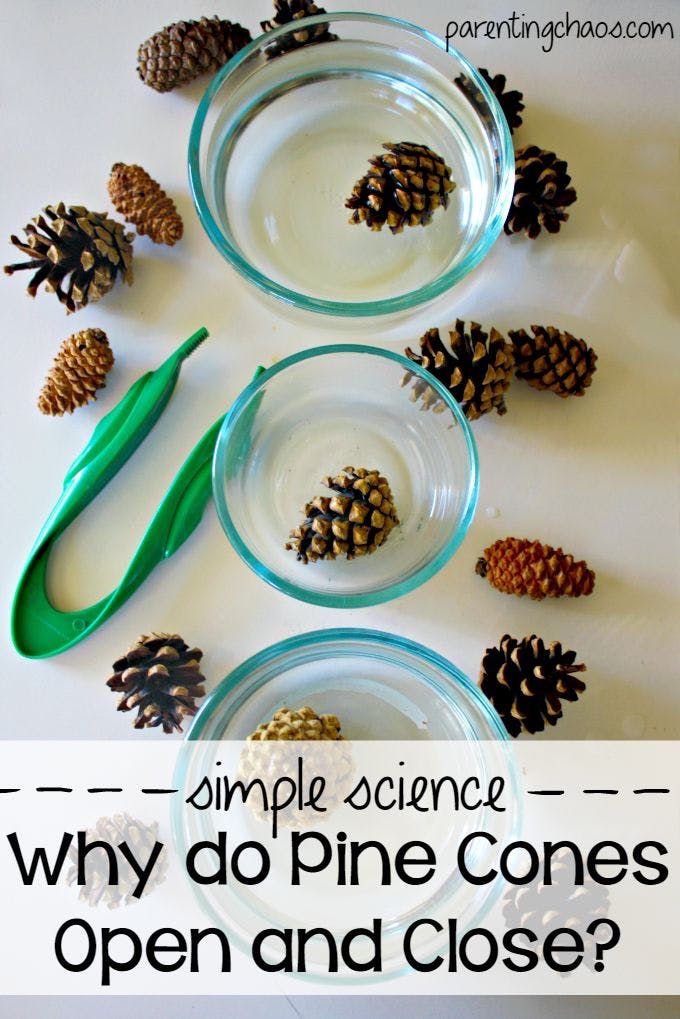 pine cones and spoons with text overlay that says simple science why do pine cones open and close?