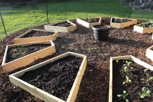 several raised garden beds with plants growing in them on top of mulch next to a fence