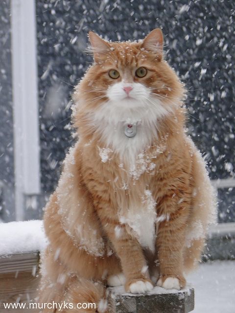 an orange and white cat sitting on top of a wooden bench in the snow with it's eyes closed