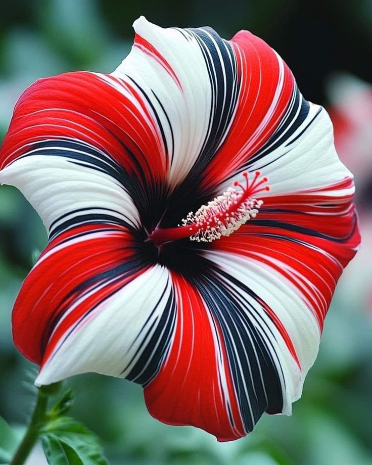 a red, white and black flower with green leaves in the background