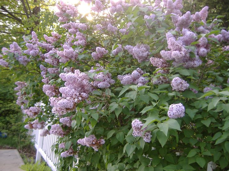 purple lilacs are blooming on the side of a white fence in front of some trees