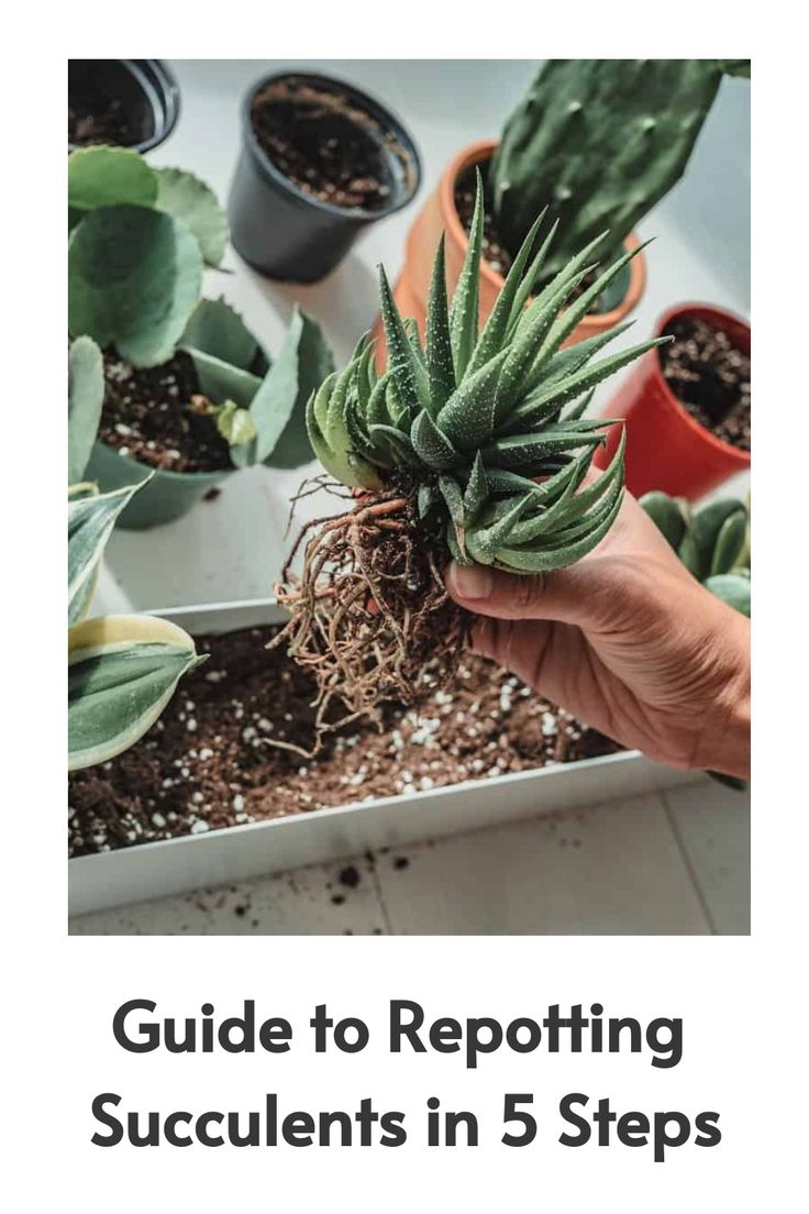 a person holding a plant with the title guide to repotting succulents in 5 steps