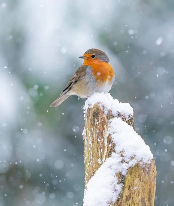 a small bird perched on top of a wooden post covered in snow and dusted with snow