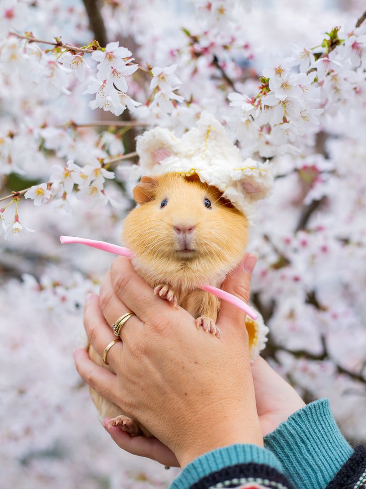 a person holding a small rodent in their hand with cherry blossoms on the background