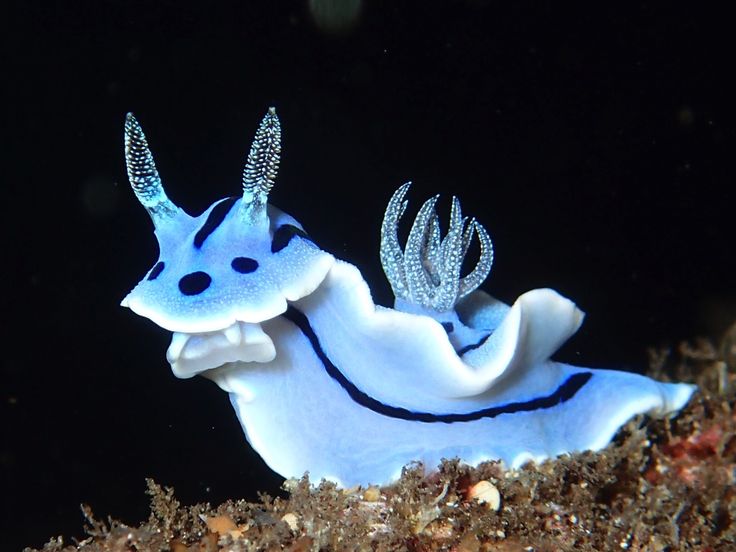 a blue and white sea slug with black spots on it's face