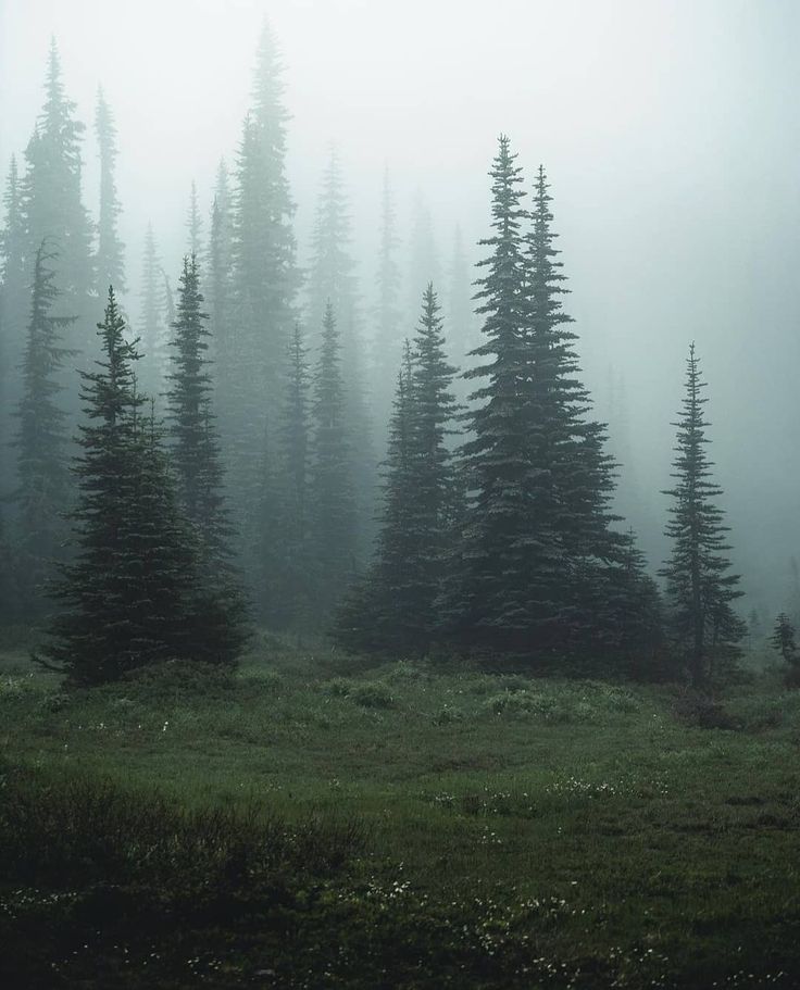 a forest filled with lots of tall pine trees covered in fog and smoggy weather