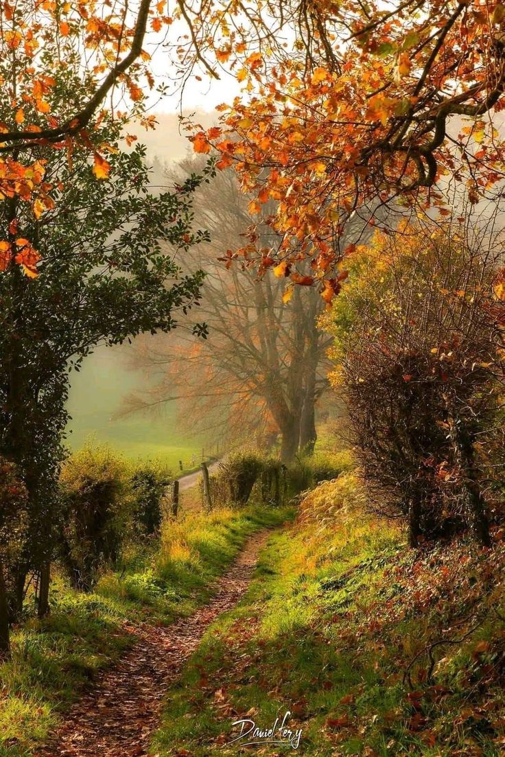 a dirt road surrounded by trees with leaves on the ground and fog in the air