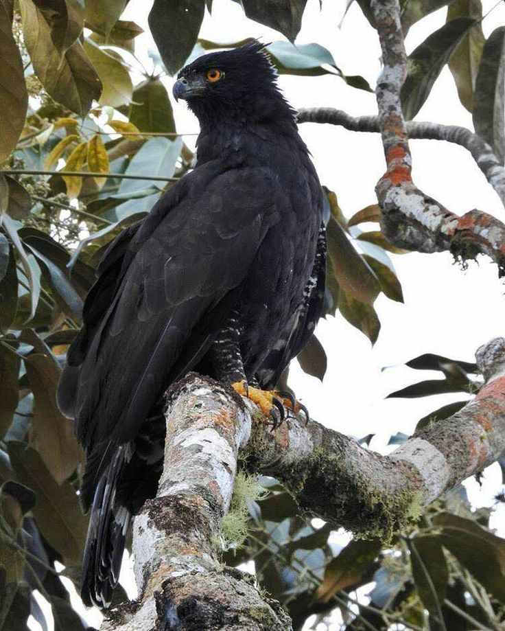 a black bird sitting on top of a tree branch