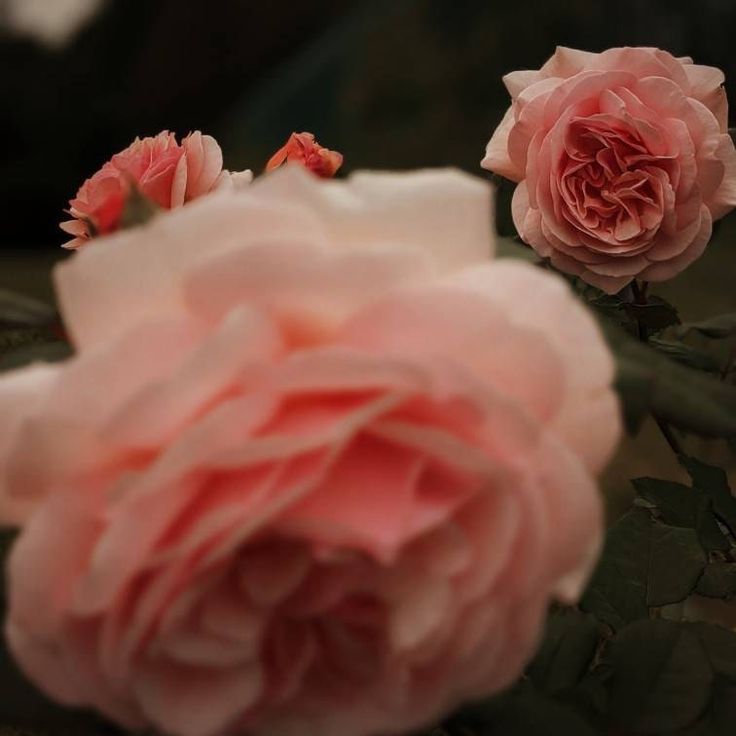 two pink roses sitting on top of each other