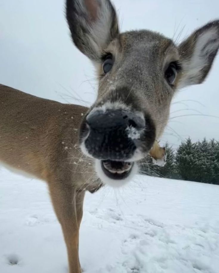 a deer is standing in the snow with its mouth open and it's tongue out