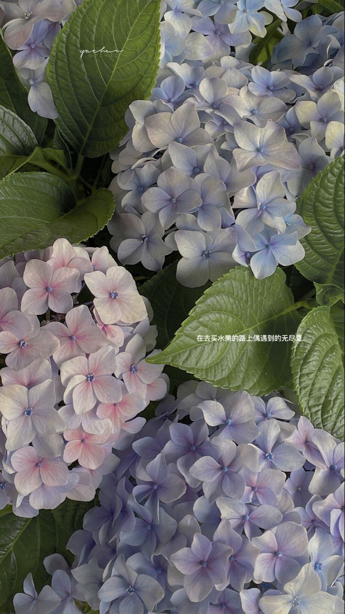 purple and blue flowers with green leaves