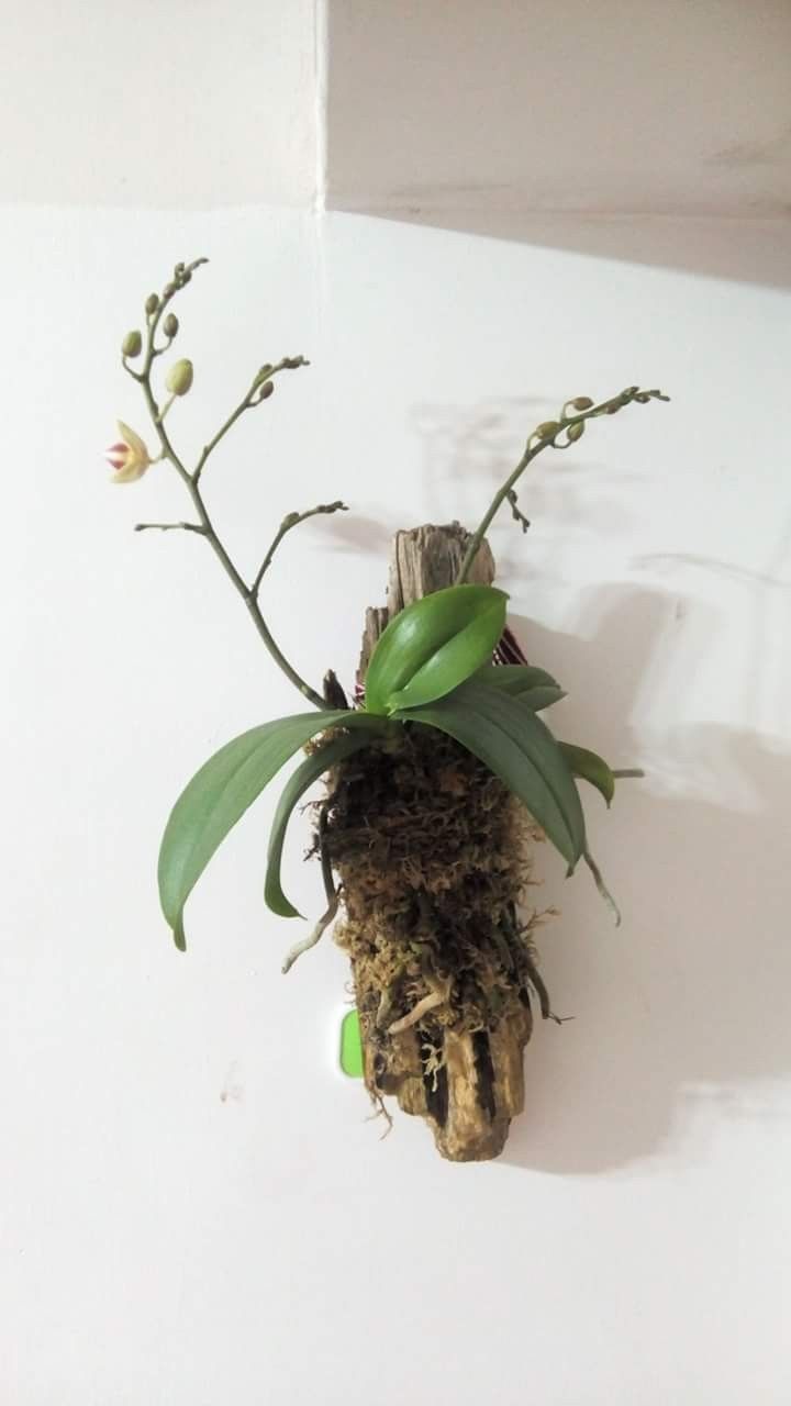 a plant is growing out of the top of a piece of driftwood on a white wall