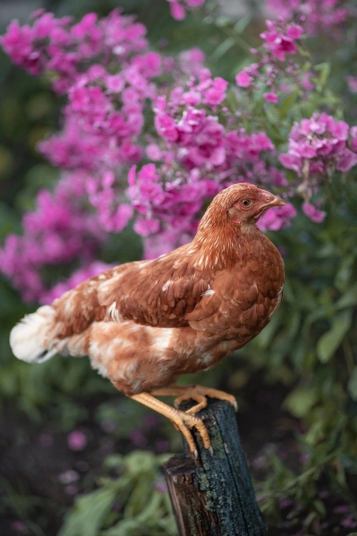 a brown and white chicken sitting on top of a wooden post in front of purple flowers