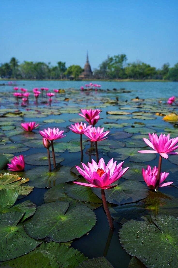 In nature, nothing is perfect and everything is perfect.Trees can be contorted, bent in weird ways, and they're still beautiful. Water Lilies Painting, Flowering House Plants, Pond Painting, Nature Photography Flowers, Lily Lotus, Lily Painting, Water Lilly, Lotus Pond, Parts Of A Flower