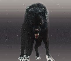 a large black dog standing on top of snow covered ground next to the words ameris